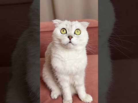 😏👍 #cat #cats thumbnail