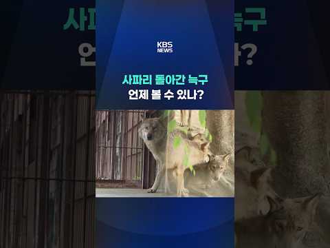 사파리 돌아간 늑구…언제 볼 수 있나? #shorts / KBS thumbnail