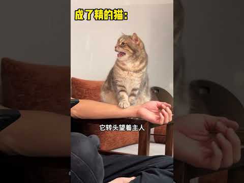 成了精的猫，吓坏了主人。 #大熱門 #感人壹幕 #搞笑 #funny #精彩影视 #寵物友善日常 #搞笑视频 #影視解説 #萌寵 #影视聚焦 thumbnail