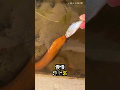 這男生發現黃鱔的秘密…原來牠們真的會記聲音 👀 thumbnail