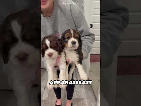 Cette fille a sauvé tous les chiots 🥺❤️ thumbnail