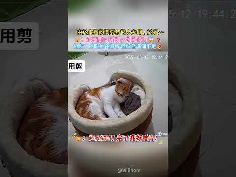 由於家裡的門要用很大力關，於是…?：這是關門 還是…打過來了?❓網友：看貓咪最後的表情顯然準備不足? #cat #cute #funny #shorts #funnyshorts thumbnail