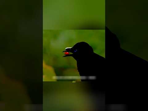 Burung Cenderawasih Rela Berjuang Demi Cinta! Persiapannya Bikin Kagum#shorts #shortvideo #movie thumbnail