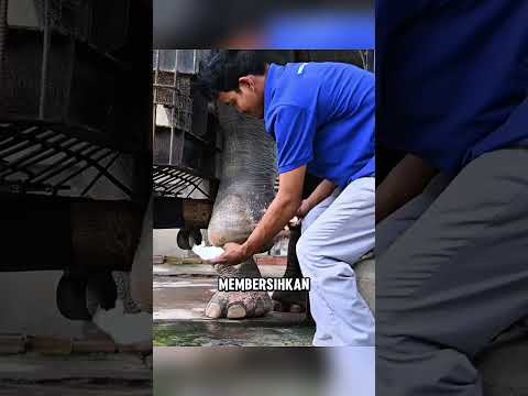 Gajah ini belajar untuk berjalan lagi ❤️ thumbnail