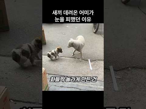 "이럴수가.." 새끼 데려온 어미개가 사람에게 부탁한 것 thumbnail