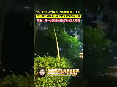 上一秒還以為是樹上的藤蔓垂了下來，下一秒才發現是一條蛇站了起來向樹上爬，網友：第一次知道蛇竟能站的比人還高！#shorts thumbnail