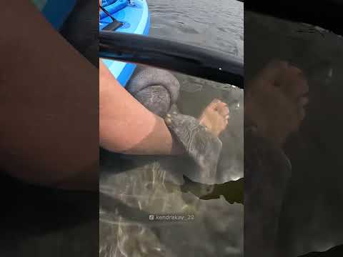 When the Manatee chooses You 🥺 thumbnail