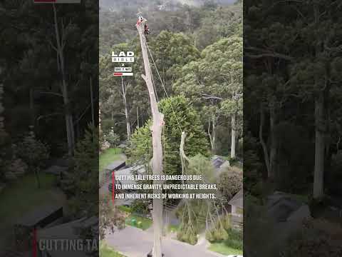 Tree climber shows how he takes down a 50M tree 😬 thumbnail