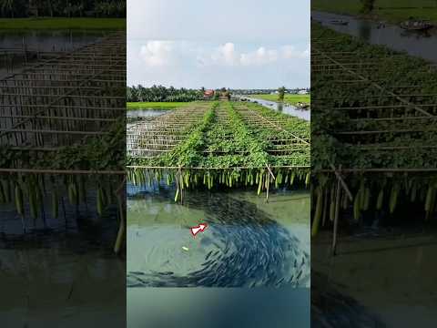Genius Farming Idea 😱 thumbnail