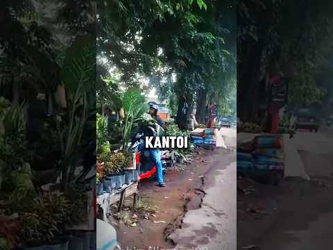 Angkara Lawan Arus, Terpaksa Beli Pohon Bunga? #faktalucu #faktamenarik #shorts thumbnail