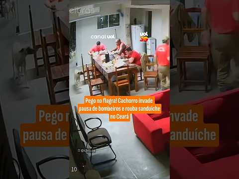 Cachorro invade pausa de bombeiros e rouba sanduíche no Ceará thumbnail