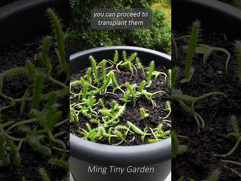 From Seed to Splendor - Nurturing Dragon Fruit Seedlings #dragonfruit thumbnail