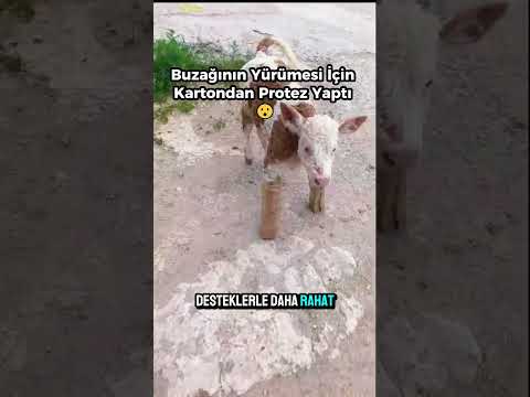 Buzağının Yürümesi İçin Kartondan Protez Yaptı ? thumbnail