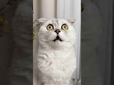 Do your cats get on the kitchen table too? #cat #cats thumbnail