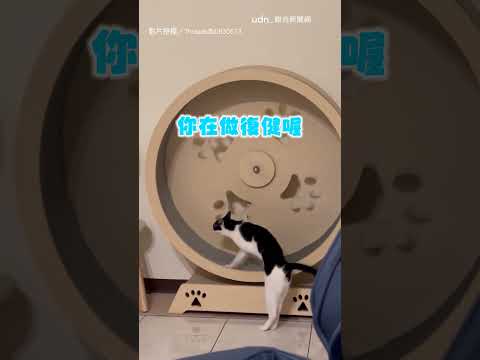 【有練但不多】賓士貓跑滾輪超奇葩 只練手不練腿笑翻主人｜賓士貓｜滾輪 thumbnail