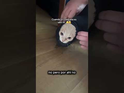 Crei haberlo visto todo, pero es que mi gatita es muy ocurrente... thumbnail