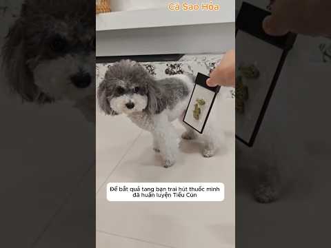 Cảnh sát Tiểu Cún có đôi tai nhạy bén#shorts thumbnail