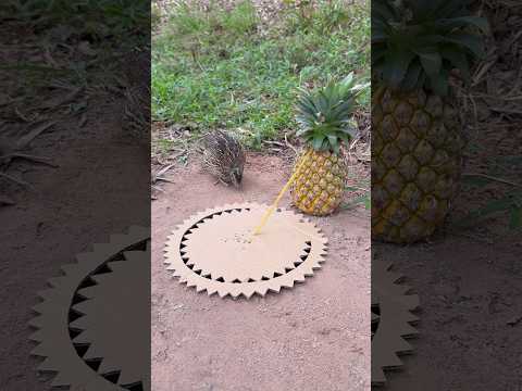 Beautiful Unique Quail Trap With Paper and Hole #shorts thumbnail