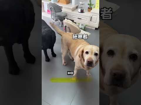 Хвост этой собаки оказался опаснее, чем кажется 😂 thumbnail