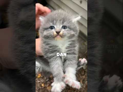 Ini Dia Alasan Anak Kucing Gak Boleh Dipegang #shortvideo thumbnail