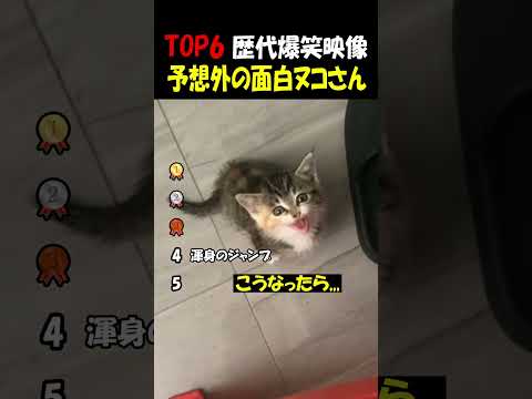 予想不可能な猫さん達 thumbnail