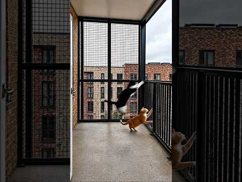 ✅ Transforming an Empty Balcony into a Dream Catio ? thumbnail