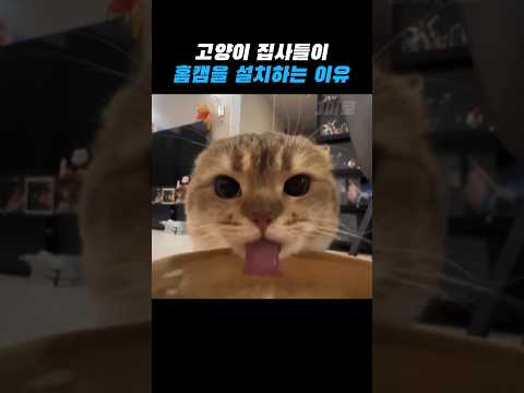 집사들이 홈캠을 설치하는 이유 thumbnail