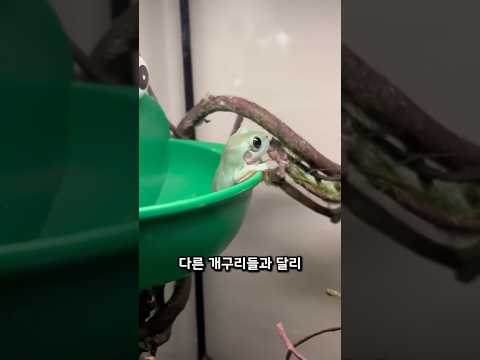최고의 반려 개구리 thumbnail