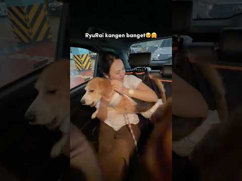 ANABUL JEMPUT KELUARGA DI BANDARA‼️✈️ RYUKI LANGSUNG PELUKAN🥹❤️ #shorts #anjinglucu thumbnail