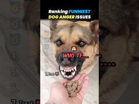Ranking FUNNIEST DOGS WITH ANGER ISSUES Core Moments!! 🐶💢 thumbnail
