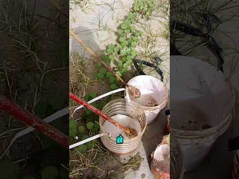 Người nông dân và cây gậy diệt cỏ độc đáo thumbnail