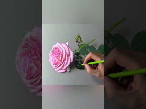 Pink rose on paper #drawing #art thumbnail