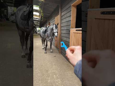 He was like 👀 #equestrian #horse #funny #funnyvideo #funnyhorse #funnyanimals #horses #pets thumbnail