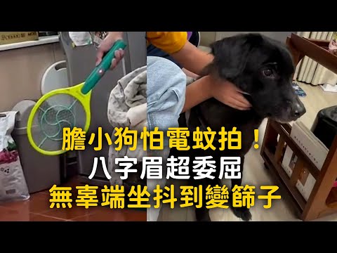 膽小狗怕電蚊拍！八字眉超委屈　無辜端坐抖到變篩子 thumbnail