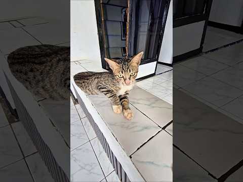 ini muka kucing??? thumbnail