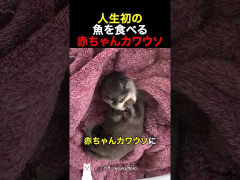 人生初の魚を食べる赤ちゃんカワウソ thumbnail