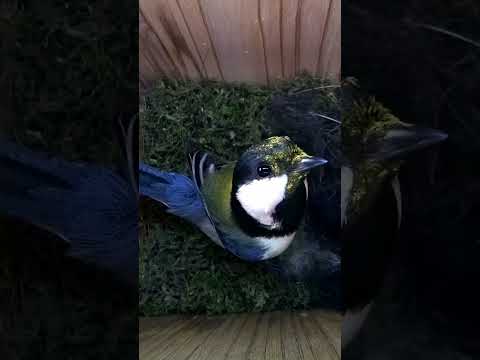 This Great Tit has been enjoying some pollen ?? #wildlife #birdwatching #nature #birdhouse #birds thumbnail