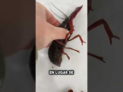¿Por qué China cría millones de cangrejos invasores? 🤔 #shorts thumbnail
