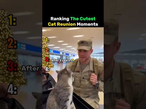 Ranking The Cutes Cat Reunion Moments #cat thumbnail