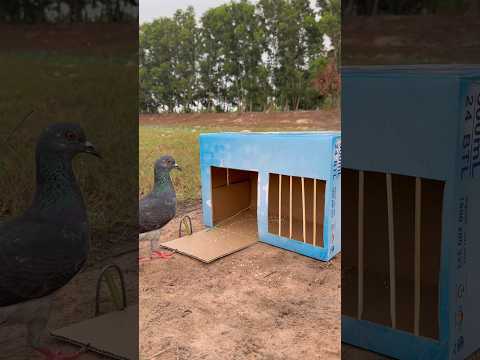 Great DIY Pigeon Trap Using Cardbord Box #youtubeshorts thumbnail