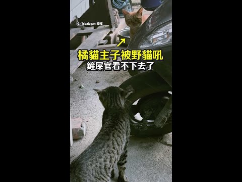 【牠是喪彪欸】自家橘貓被野貓欺負！　奴才急壞催戰竟被牠回國罵 #Shorts thumbnail