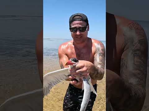 Sea Bird Stuck In Extreme Hot Weather.. thumbnail