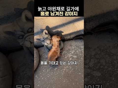 길가에 홀로 조각상에 기댄 강아지구조#노견#감동 동물 thumbnail