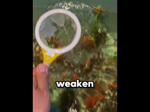 Why This Goldfish Game Is So Hard ? thumbnail