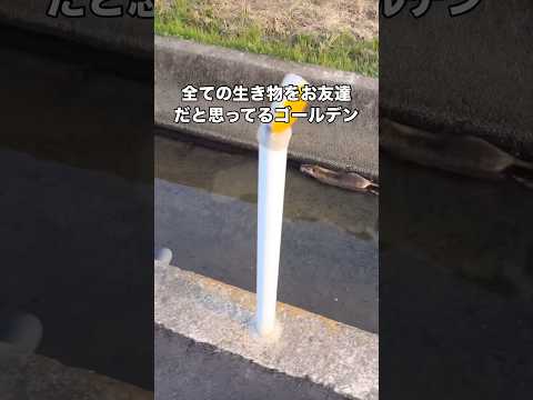 生物は皆お友達を体現するゴールデンレトリバーの社交性気質が高すぎる #ゴールデンレトリバー #大型犬 #お散歩 #shorts thumbnail