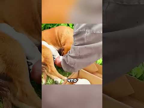 ВСЮ НОЧЬ кормил щенков сам чтобы ОНА отдохнула ??❤️ thumbnail