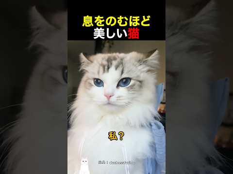 息をのむほど美しい猫 thumbnail