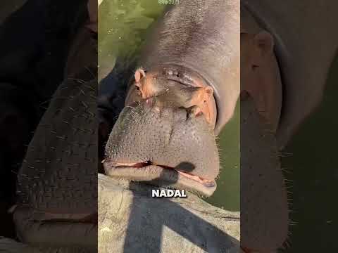 Ten Mężczyzna Codziennie Zaskakiwał Swojego Hipopotama 😯❤️ thumbnail