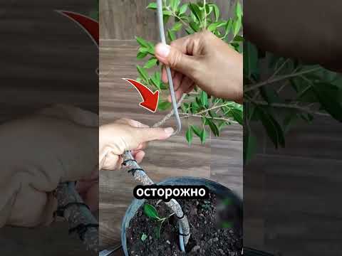 🌿 Почему он специально сгибает растение! #животные #природа #интересно thumbnail