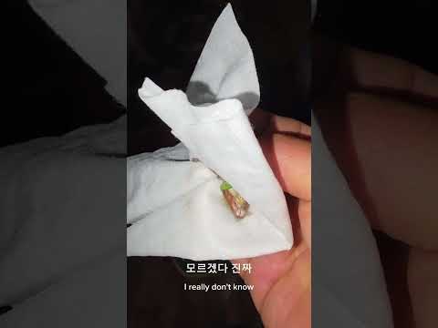 아파트에도 들어 옵니까? #남해 #개구리 #단독주택 #몽실이 #뽀끄미 #반려견 thumbnail